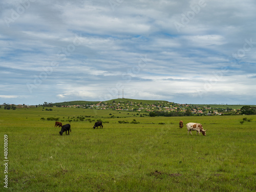 Cows grazing in a grass field in the eastern cape village khayelitsha South Africa