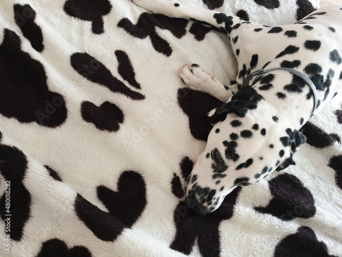 Dalmatian Dog Portrait camouflaged on a bed