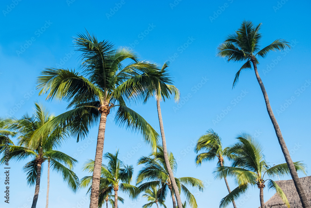 tropical palm tree with sun light on sky background.