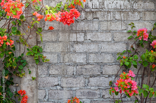 Climbing plants with flowers near a brick wall.