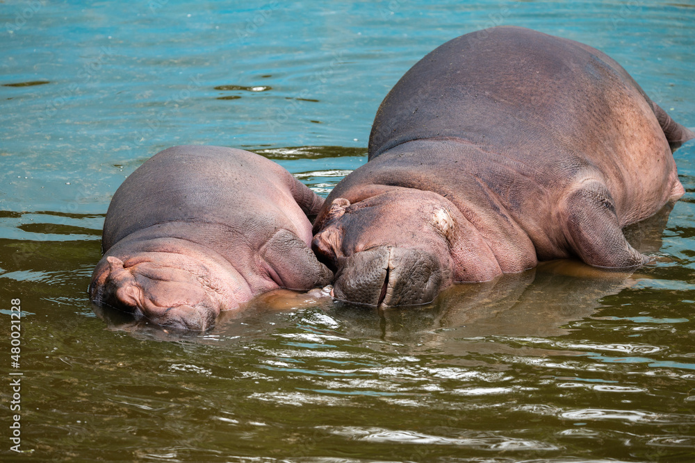 Fototapeta premium hippopotamus resting in water
