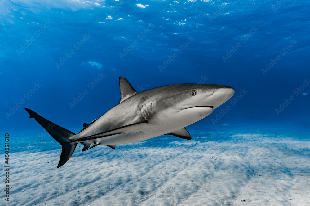 Fototapeta premium Caribbean Reef Shark (Carcharhinus perezi)