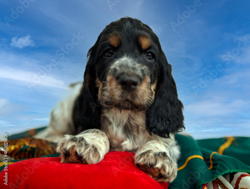 A beautiful, thoroughbred puppy of an English Cocker spaniel. Portrait. Age 2 months. The color is blue roan with tan.