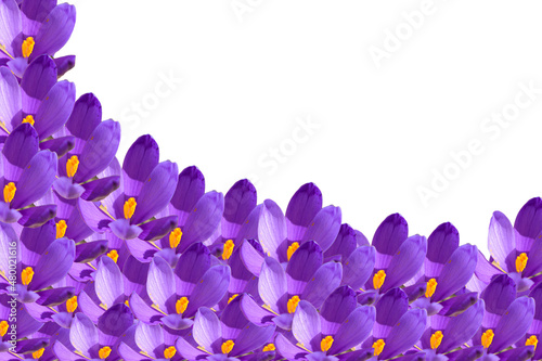 Violet crocus flowers over white background with copy space