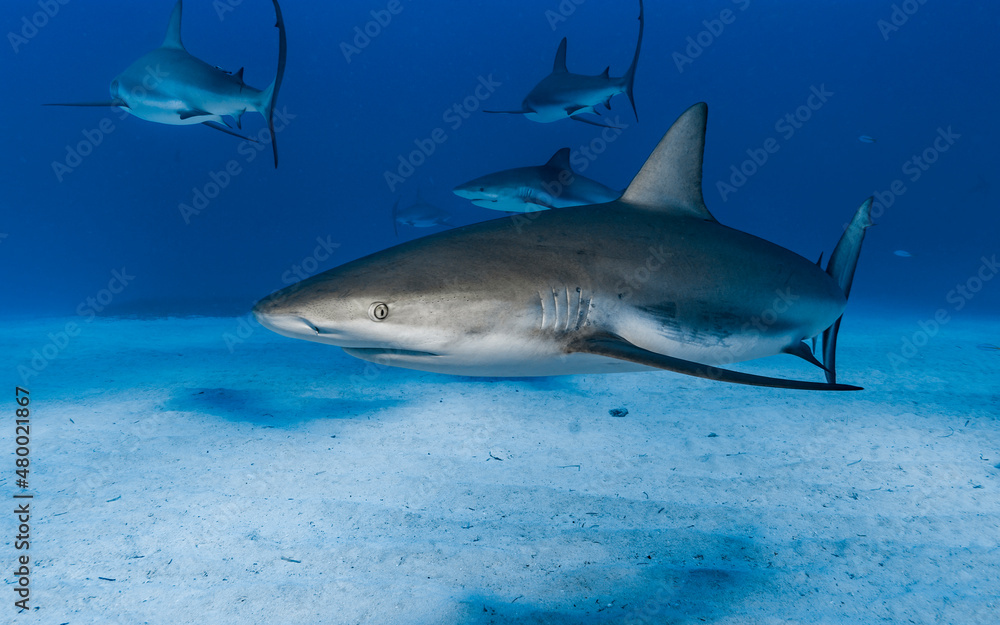 Fototapeta premium Caribbean Reef Sharks (Carcharhinus perezi)