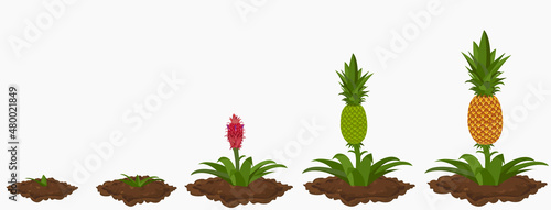 The growth stages of pineapple plant