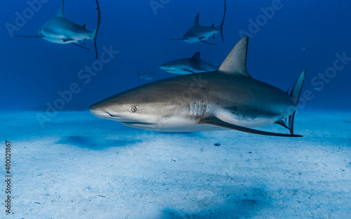 Caribbean Reef Sharks (Carcharhinus perezi) © kaschibo