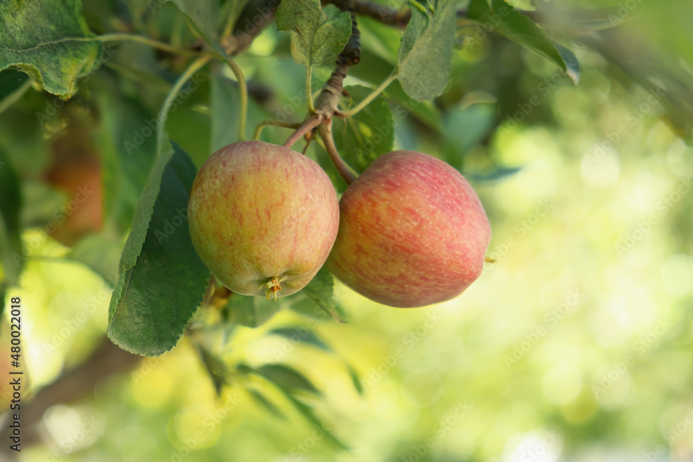 Red apples on the tree branch in garden. Red apples waiting to ripen. Natural, tasty and delicious snacks. Red apples on the tree branch in garden. Red apples waiting to ripen. Natural, tasty and delicious snacks.