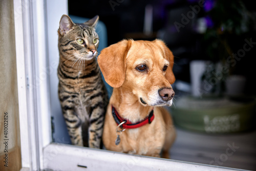dog and cat as best friends, looking out the window together photo