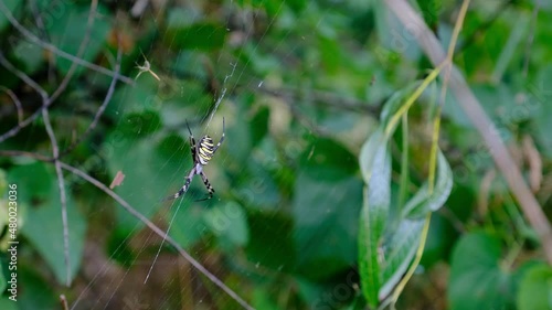 Large spider close-up on a web against a background of green nature, 4K, 10bit, 400Mbps. Poisonous spider family Argiope bruennichi in summer forest. Wasp spider is a type of araneomorphic spiders. photo