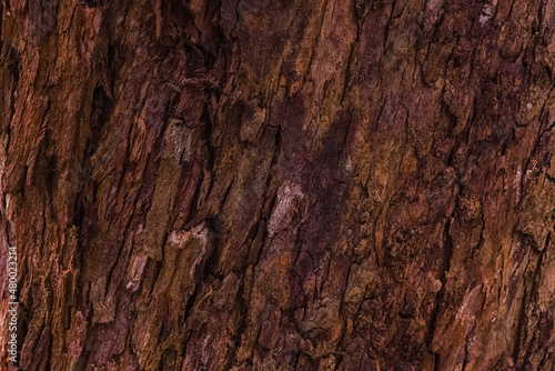 Embossed texture of the bark of tree. Tree rough skin.