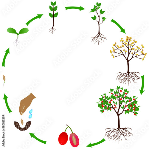 Life cycle of a dogwood plant on a white background.