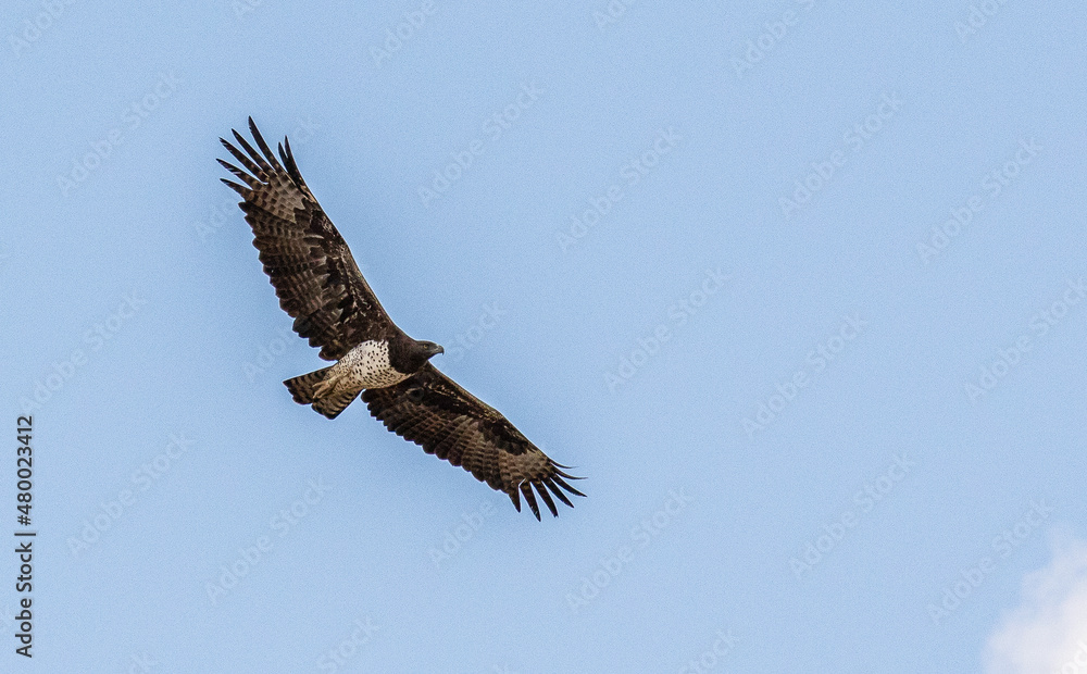 Martial Eagle flying in the Kgalagadi Martial Eagle flying in the Kgalagadi
