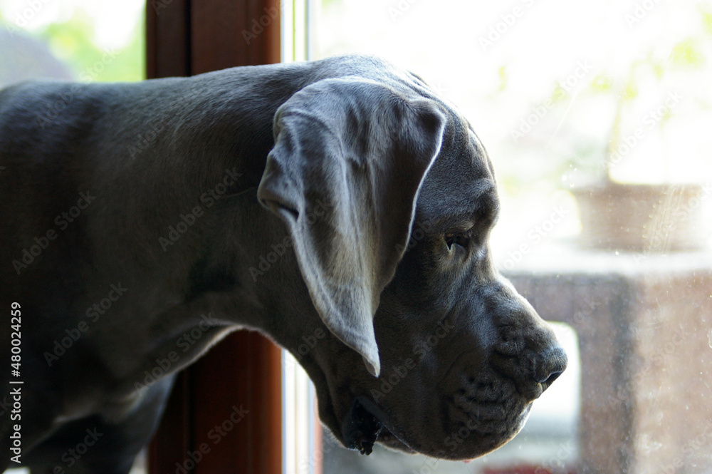 dog niemiecki błękitny portret we wnętrzu