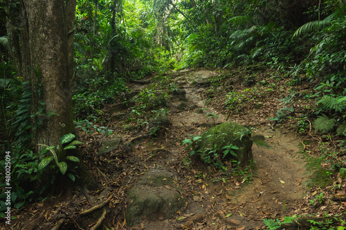 Image of nature in the middle of the forest