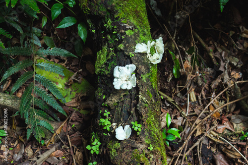 Mushroom in the middle of the Atlantic Forest