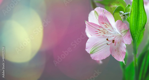 Lily flower decorating green pink bokeh sunny banner background with cope space.