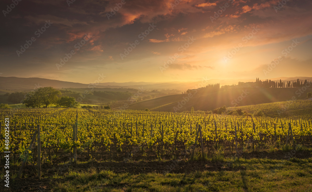 Fototapeta premium Montalcino vineyards at sunset. Tuscany region, Italy