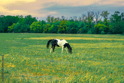 A black and white horse grazes on a green grassy field
