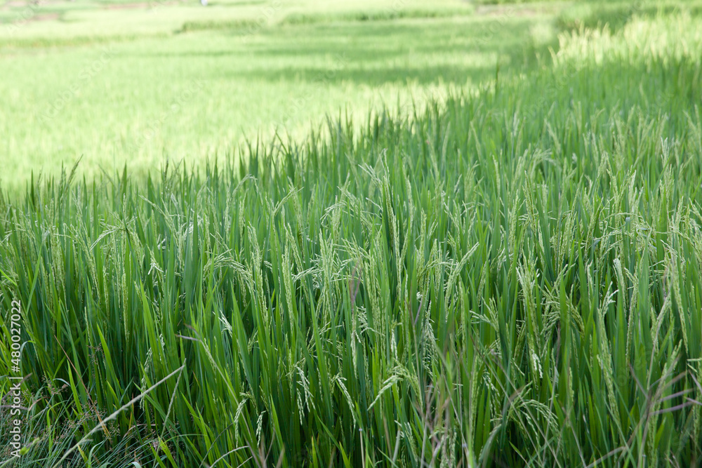 Fototapeta premium green rice field