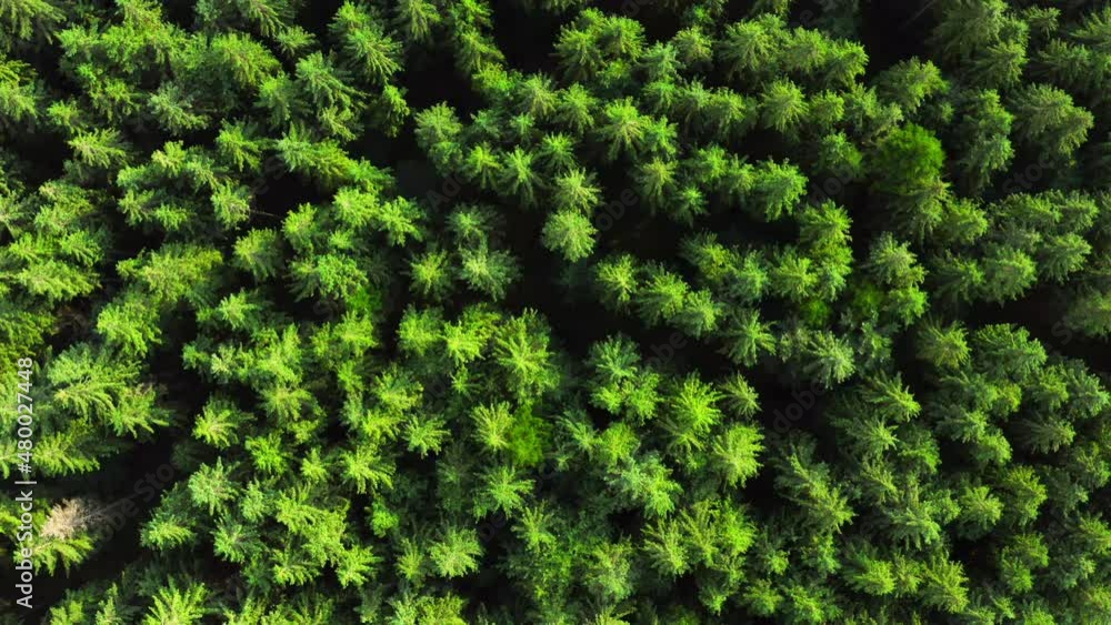 Top up view of a forest tree tops. Natural Backdrop Background Of Coniferous Forest from Bird's Eye View. Top up view of a forest tree tops. Natural Backdrop Background Of Coniferous Forest from Bird's Eye View.