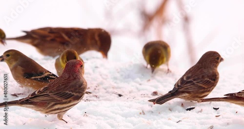 Red and yellow finches eating bird seed in fresh snow. This is bright, highly detailed, exceptional footage, shot in 4K 120 frames per second. Birds move very fast, they are wonderful to observe in sl