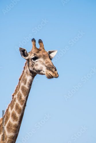 giraffe in the wild © Troy