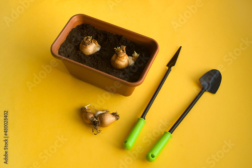 pot with earth and planted bulbs, planting tools on yellow background. spring works. planting flowers.