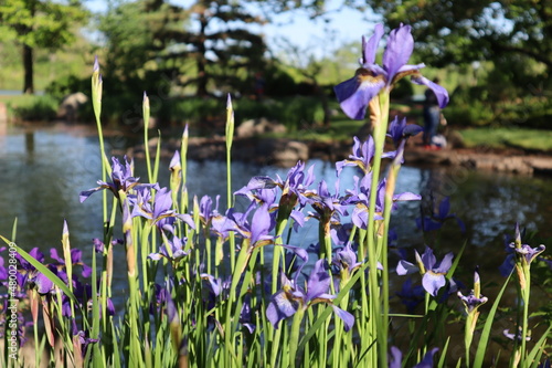 Chicago, IL Parks - Japanese Garden