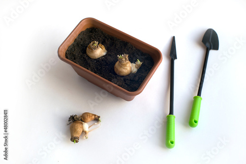 spring works. planting flowers.pot with earth and planted bulbs, planting tools on white background
