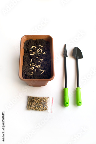 pot with soil and planted seeds, planting tools on white background. spring works. 