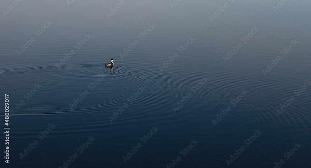 Fototapeta premium Bird in the calm