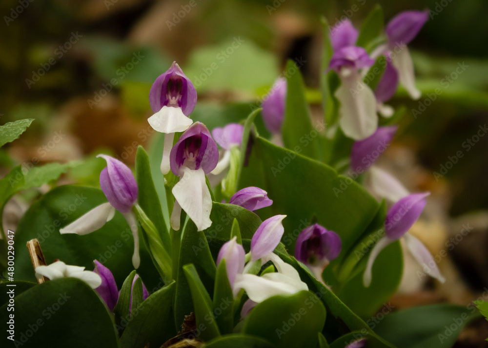 Showy Orchid, Great Smoky Mountains Showy Orchid, Great Smoky Mountains