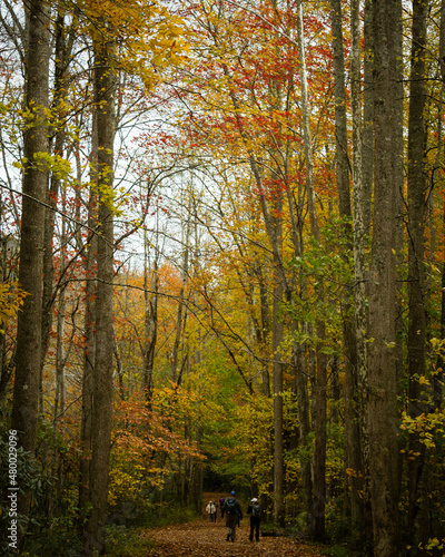 Fall in Great Smoky Mountains © Anna