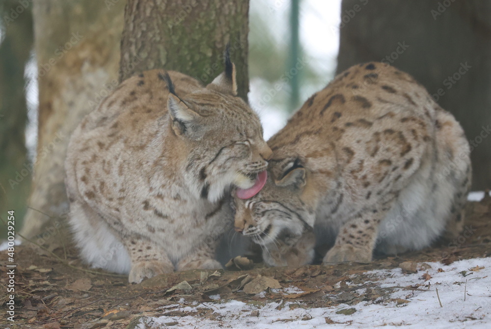 Fototapeta premium Luchs