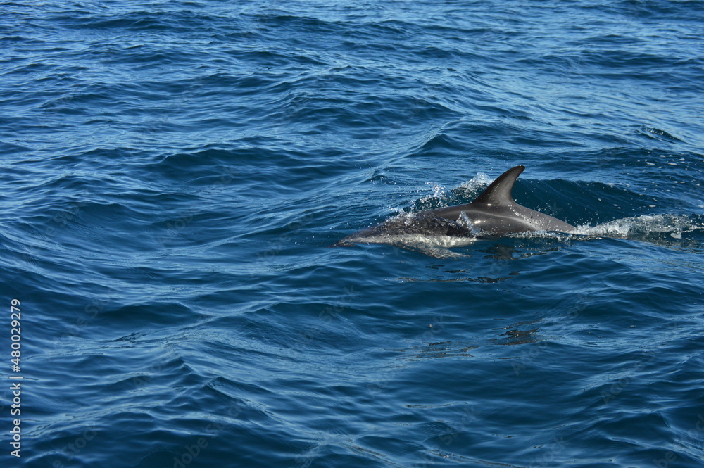 El Delfin, Chubut Patagonia Argentina