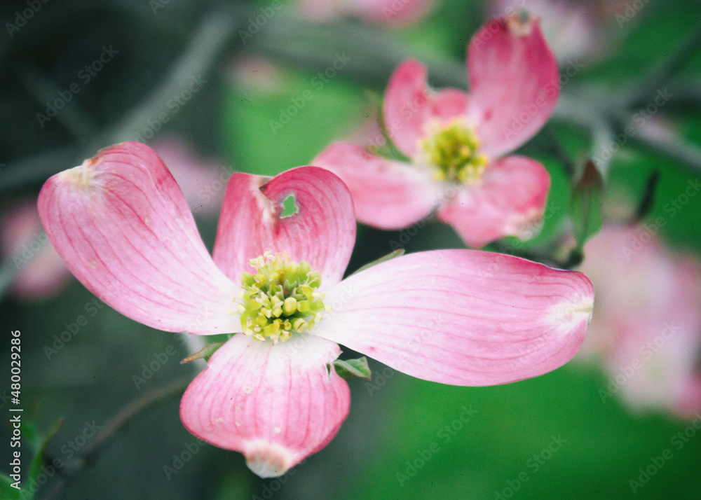 Dogwood