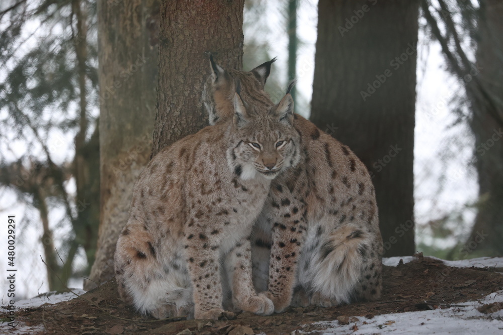 Fototapeta premium Luchs