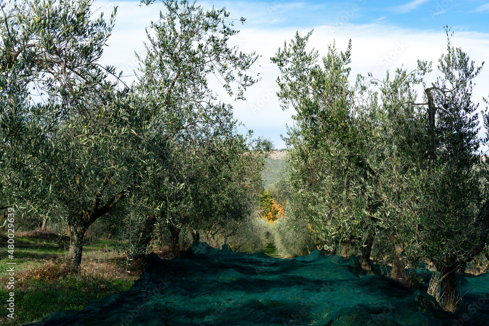 Harvesting of ripe green organic olives on farm plantation near Castiglione d Harvesting of ripe green organic olives on farm plantation near Castiglione d