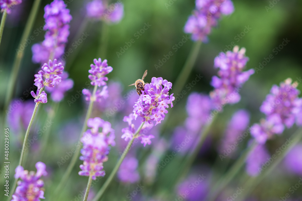 Zbliżenie makro na kwiatki, rozmyte tło
