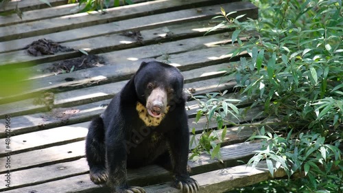 The sun bear is a species in the family Ursidae occurring in the tropical forests of Southeast Asia.