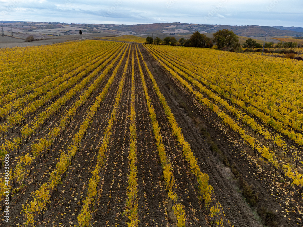 Flying drone above colorful autumn sangiovese grapes vineyards near wine making town Montalcino, Tuscany, rows of grape plants after harvest, Italy