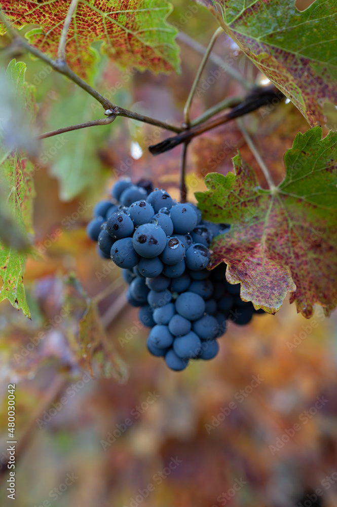 Fototapeta premium Autumn on vineyards near wine making town Montalcino, Tuscany, ripe blue sangiovese grapes hanging on plants after harvest, Italy