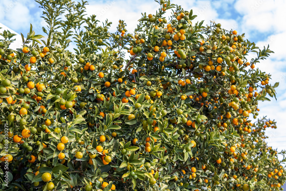 Orange and green kumquat fruit growing on a tree Orange and green kumquat fruit growing on a tree