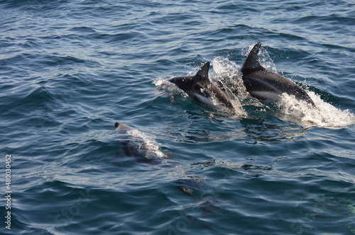 Familia delfines  Chubut patagonia Argentina