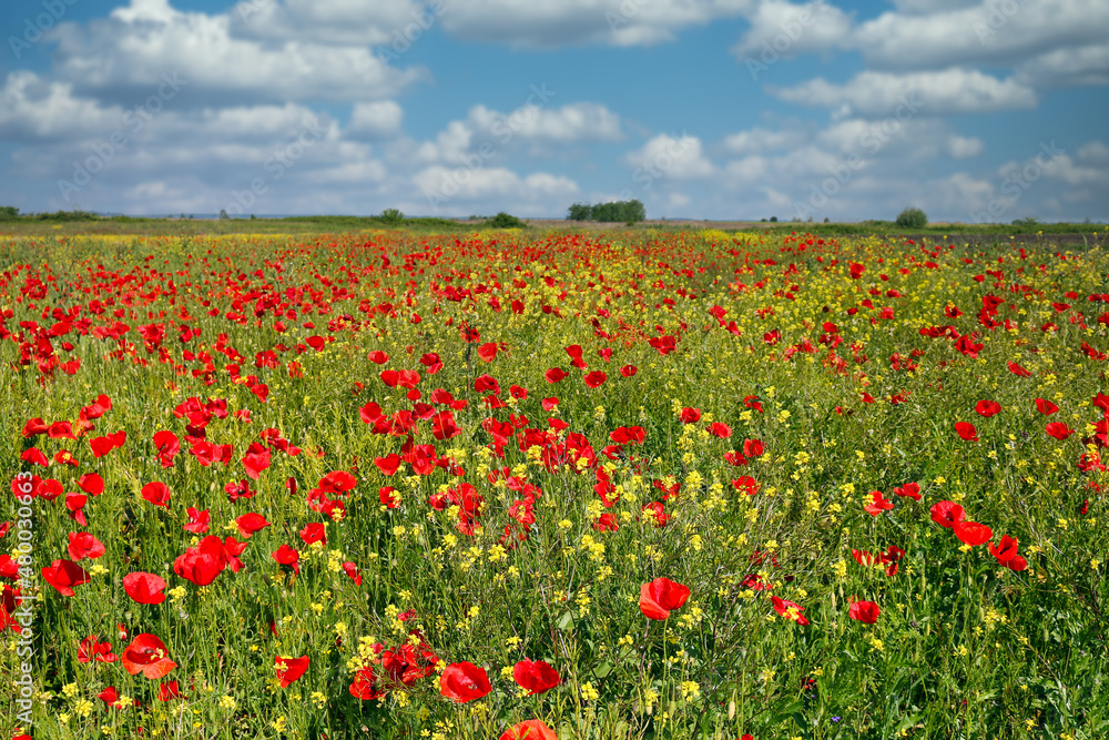 meadow with poppies and wild flowers and  blue sky in springtime