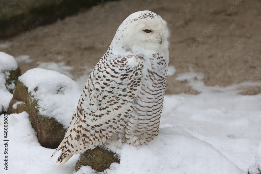 schneeeule schneeeule