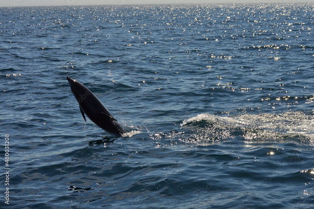 Fototapeta premium Salto del delfín, Puerto Madrin Argentina