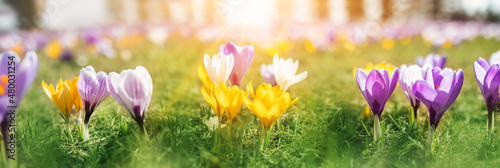Closeup panoramic view of the spring flowers in the park