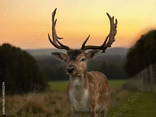 A Eurasian dam deer with branched palmate antlers  with white-spotted reddish-brown coat in the sunset